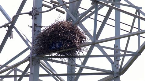 家裡鳥築巢|都會鳥巢秘錄｜如何友善對待城市鳥